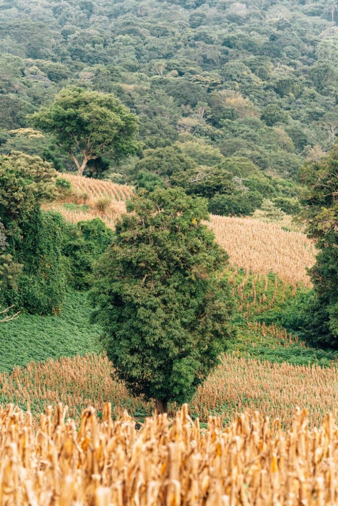 Scenic view of green hills and corn fields under a cloudy sky, ideal for nature and agricultural themes.